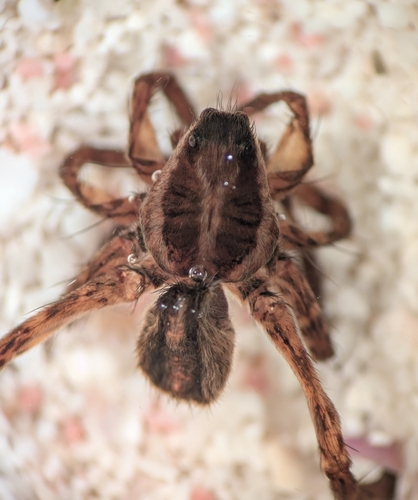 Pardosa confusa