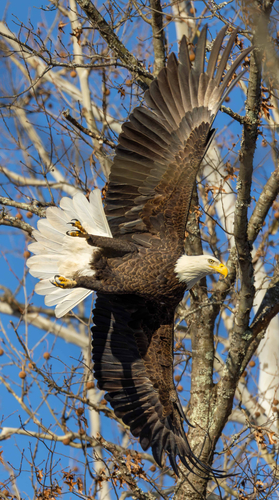 Bald Eagle photographed in Pennsylvania