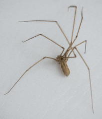 Pholcus phalangioides