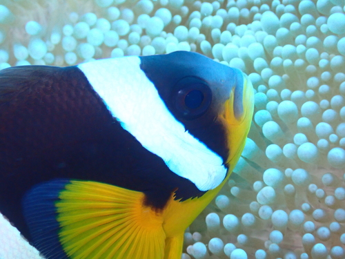 Mauritian anemonefish (Amphiprion chrysogaster) — Pomacentridae — 4