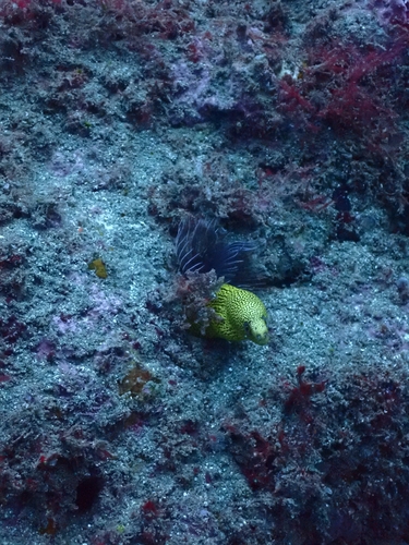 Gymnothorax miliaris