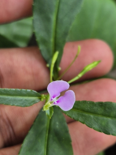 Lesser Balsam (Impatiens minor)