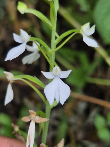 Plantain Orchid (Habenaria plantaginea)