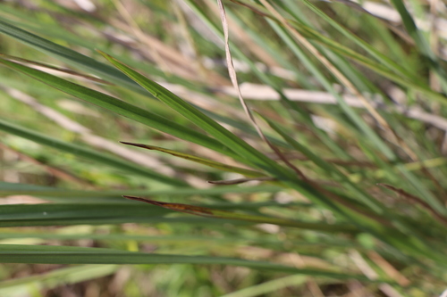 Image of Paspalum quadrifarium by (c) Florencia Grattarola, some rights reserved (CC BY)