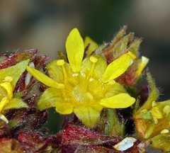 Ivesia muirii