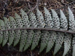 Polystichum wawranum