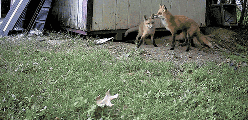 Red Fox photographed in Indiana