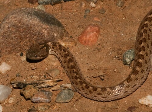 Sonoran Nightsnake
