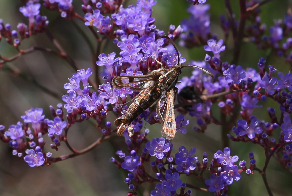 Pyropteron cirgisa