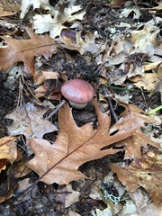 Leccinum manzanitae