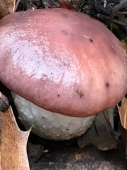 Leccinum manzanitae