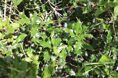 Maytenus ilicifolia