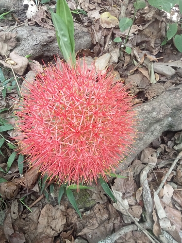 Bloodlily