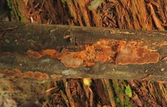 Phellinus chrysoloma