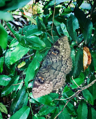 Calliodes pretiosissima