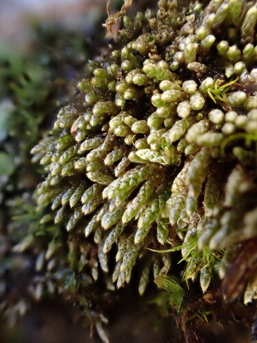 Plagiobryum zieri, 2025-12-15