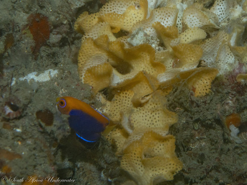 Centropyge acanthops observed 2025-12-11