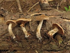 Cortinarius leucopus