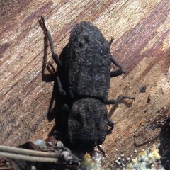 Zopheridae