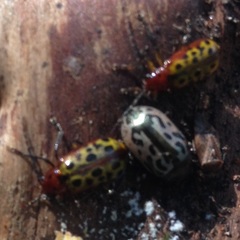 Zygogramma piceicollis