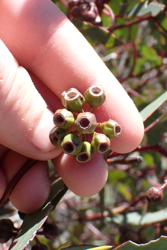 Eucalyptus cooperiana observed 2025-12-13
