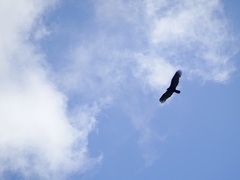 Cathartes aura