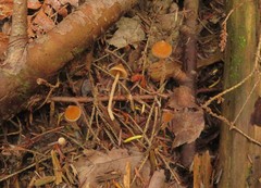 Cortinarius acutus
