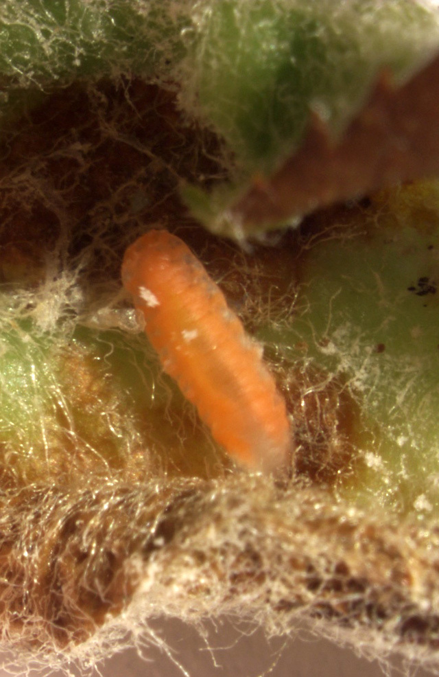 Apple Leafcurling Midge