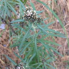 Gnaphaliothamnus salicifolius
