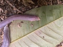 Leposternon microcephalum