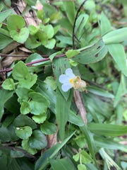 Torenia polygonoides
