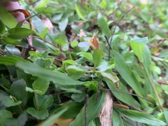 Torenia polygonoides