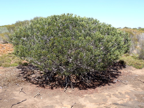Coastal Hakea (Hakea clavata)