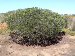 Hakea clavata
