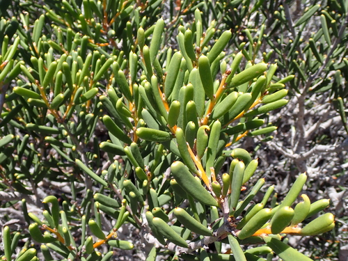 Hakea clavata, photograph 1
