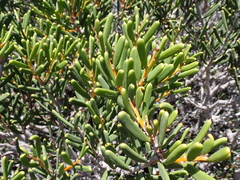 Hakea clavata, photograph (c) Em Lamond, some rights reserved (CC BY)