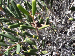 Hakea clavata, photograph (c) Em Lamond, some rights reserved (CC BY)