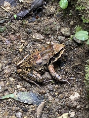 Thoropa miliaris