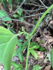 Smilax setosa