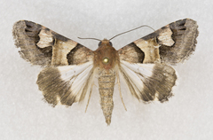 Drasteria pallescens