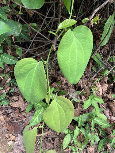 Bearded Smilax (Smilax setosa)