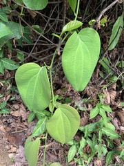 Smilax setosa