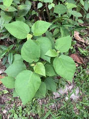Ficus grossularioides