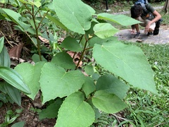 Ficus grossularioides