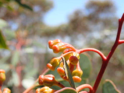 Eucalyptus cooperiana observed 2025-12-13