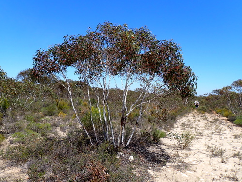 Eucalyptus cooperiana, photograph 5