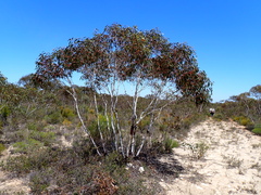 (c) Em Lamond, some rights reserved (CC BY) Eucalyptus cooperiana, photograph (c) Em Lamond, some rights reserved (CC BY)