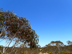 Eucalyptus cooperiana, photograph (c) Em Lamond, some rights reserved (CC BY)