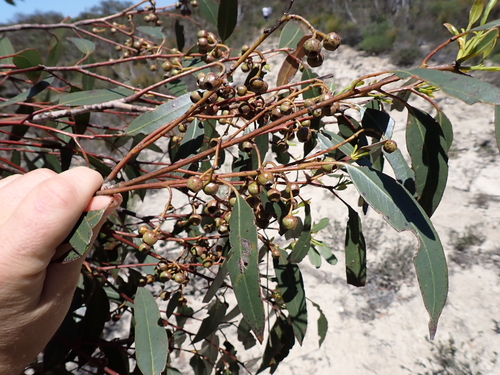 Eucalyptus cooperiana observed 2025-12-13