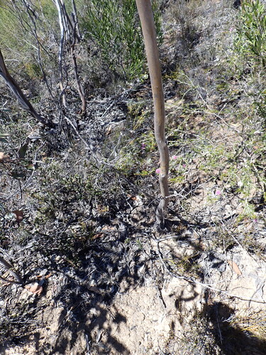 Eucalyptus luculenta 2